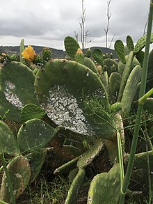 Infestation of a cactus bush by cochineal scale insects