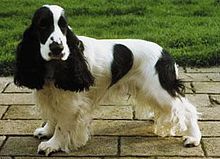 英国可卡犬，白色带黑色斑点。