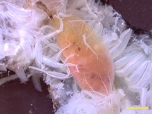 Het tracheeënstelsel vertakt zich in steeds kleinere buisjes. Hier voeden ze de krop van de kakkerlak. Schaalstreep: 2 mm