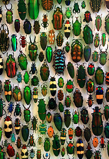 Coleoptera ve Staatliches Museum für Naturkunde Karlsruhe, Německo