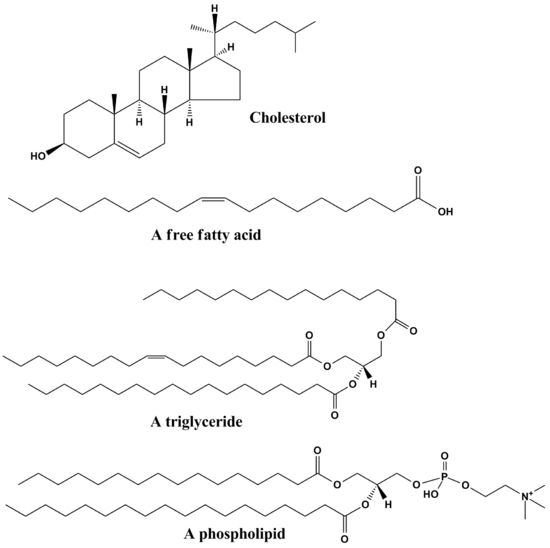Structuren van enkele veel voorkomende lipiden. Bovenaan staan oliezuur en cholesterol. De middelste structuur is een triglyceride bestaande uit oleoyl-, stearoyl- en palmitoylketens die aan een glycerolruggengraat vastzitten. Onderaan bevindt zich de gewone fosfolipide, fosfatidylcholine.