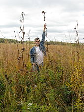 In piedi accanto a una pianta di bussola alta quasi tre metri su una prateria di recupero dell'erba alta a NE Illinois, USA
