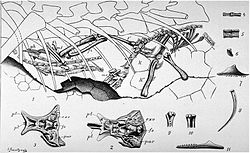 Ta ilustracja z 1903 roku autorstwa Franza Nopcsa pokazuje zawartość żołądka niemieckiego okazu