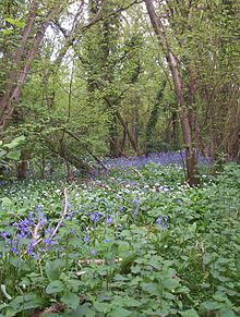 Oud bosgebied bij Brading, Isle of Wight, Engeland, met blauwklokjes (Hyacinthoides non-scripta), ramsons (witte bloemen, Allium ursinum) en hazelaars (Corylus avellana)