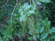 Coriaria arborea , una planta de tutú.
