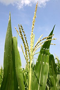 Flor masculina del maíz (borla del maíz). Los estambres de la flor producen un polen ligero y esponjoso que es llevado por el viento a las flores femeninas (sedas) de otras plantas de maíz.  