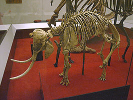 Szkielet słonia karłowatego z Krety