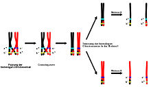 Schematic representation of genetic recombination by crossing-over in meiosis