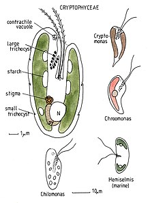 Illustration with different representatives of the Cryptophyceae: Cryptomonas, Chroomonas, Hemiselmis, Chilomonas.