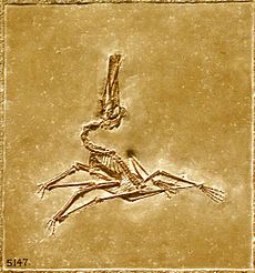 Pterodactylus - Musée américain d'histoire naturelle.