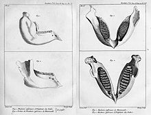 Figuur van de kaak van een Indische olifant en de fossiele kaak van een mammoet uit Cuvier's papier uit 1798-99 over levende en fossiele olifanten