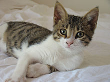 En kattunge av honkön från Cypern  