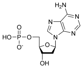 Tämä nukleotidi sisältää: viisihiilisen sokerin deoksiriboosin (keskellä), typpipitoisen emäksen nimeltä adeniini (oikealla ylhäällä) ja yhden fosfaattiryhmän (vasemmalla). Koko rakenne yhdessä fosfaattiryhmän kanssa on nukleotidi, DNA:n rakenneosa.  