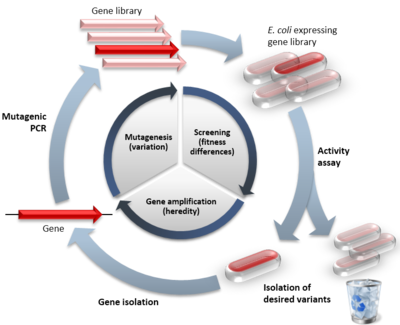 Un esempio di evoluzione diretta rispetto all'evoluzione naturale. Il ciclo interno mostra le tre fasi del ciclo dell'evoluzione diretta con il processo naturale mimato tra parentesi. Il cerchio esterno mostra i passi di un tipico esperimento. I simboli rossi indicano varianti funzionali, i simboli chiari indicano varianti con funzione ridotta.