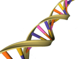 DNA, en nukleinsyra, består av en dubbelhelix.  