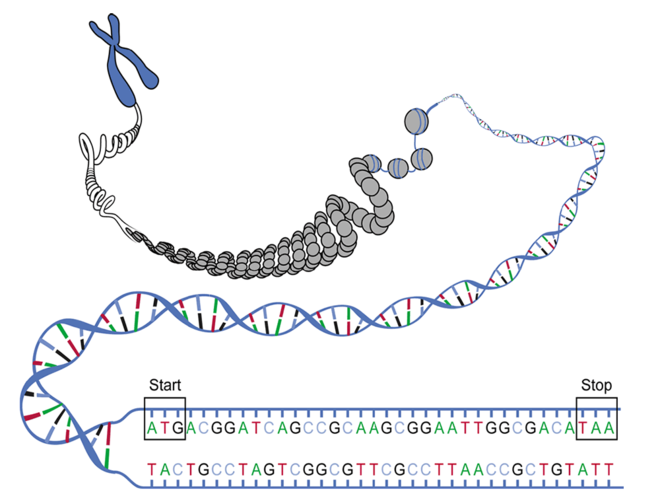 Schematic representation of a DNA double strand whose gene region is unwound for transcription and separated into two single-stranded segments. On the non-matrix DNA strand shown above, a base sequence is located between "start" and "stop", complementary to that of the matrix strand (bottom). At this codogenic DNA strand as a template, an RNA strand is built up as a transcript with the help of RNA polymerase, which becomes the messenger RNA. In the example, the nucleotide sequence of this mRNA can then contain the following codons as a series of base triplets in the reading frame beginning with the start codon: AUGACGGAUCAGCCGCAAGCGGAAUUGGCGACAUAA. The last one is the stop codon.