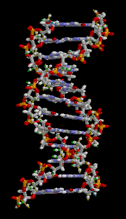 De structuur van een deel van een dubbele DNA-helix