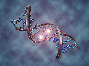 Egy olyan DNS-molekula illusztrációja, amely a két központi citozinnál metilált. A DNS-metiláció fontos szerepet játszik az epigenetikai génszabályozásban a fejlődésben és a betegségekben.