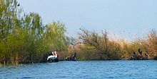 The Danube Delta is a habitat for many animal and plant species.