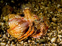 Dardanus pedunculatus Eremitkräfta med symbiotiska anemoner Calliactis sp. på skalet. Anemonerna ger skydd med sina stickande celler och får rörlighet från krabban.  
