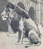 Lion in the Berlin Zoological Garden, which was the model for the lion statues of the Kaiser Wilhelm National Monument, around 1899.