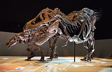 En udstilling, der viser, hvor små de forreste arme er i forhold til hele skelettet. Skelettet bag den er en Edmontonia.   Houston Museum of Natural History  