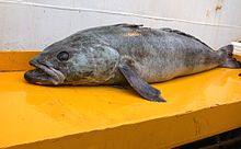 Giant Antarctic cod (Dissostichus mawsoni)