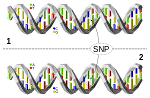 DNA-molecuul 1 verschilt van DNA-molecuul 2 op een enkele basispaarlocatie (een C/A-polymorfisme)