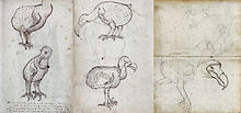 Dessins du dodo tirés du journal de voyage du navire VOC "Gelderland" (1601-1603)