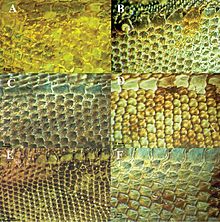 Close-up of the horny scales on the back of representatives of various species of the genus Plica (family Kiel's-tailed iguanas)