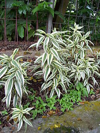 Dracaena sanderiana într-o formă mai naturală, în acest caz la grădina zoologică Ragunan, Jakarta, Indonezia.