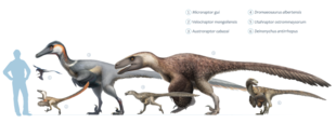 Groottevergelijking van vele dromaeosauriden, een familie van volledig gevederde dinosaurussen waartoe zowel Velociraptor als Deinonychus behoren.  