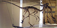 Dromaeosaurus ，一个dromaeosaurine。