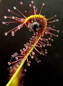 Kleverige trichomen van een vleesetende plant, Drosera capensis met een gevangen insect  