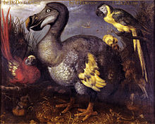 Le dodo est un oiseau qui s'est éteint à cause de l'homme.