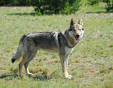 Czechoslovakian wolfhounds look very similar to wolves, but they have a slimmer abdomen