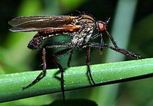 Diced dance fly (Empis tesselata)
