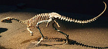 Replika av ett skelett i Japan