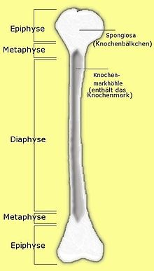Schematic structure of a long bone