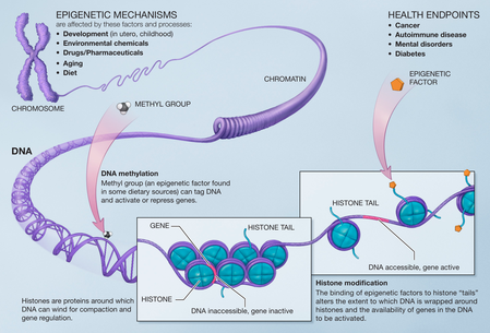 Mecanismos epigenéticos  