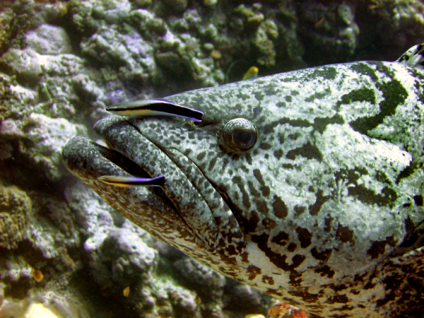 El pez limpiador Labroides dimidiatus eliminando la piel muerta y los parásitos externos del mero Epinephelus tukula.