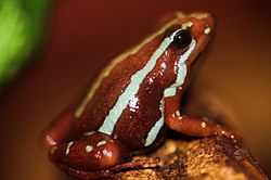 La piel de la rana venenosa fantasma contiene la toxina epibatidina  