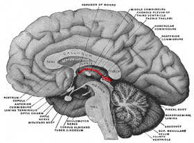 Um desenho de parte de um cérebro humano
