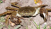 Chinese mitten crab (Eriocheir sinensis)
