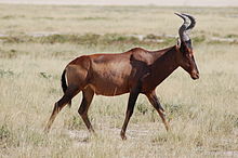 Southern hartebeest (Alcelaphus caama) as inhabitant of open landscapes