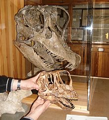 Fossil skull of Europasaurus holgeri compared to a skull of the related dinosaur Giraffatitan