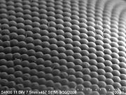 Kuva kotikärpäsen yhdyssilmän pinnasta pyyhkäisyelektronimikroskoopilla.  