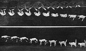 Imagens de um gato em queda. Esta foi da revista Nature, impressa em 1894.