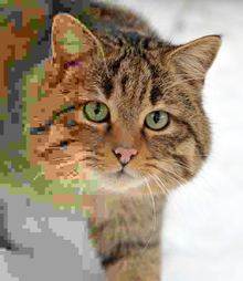 Фотография дикой кошки с уменьшением степени сжатия слева направо