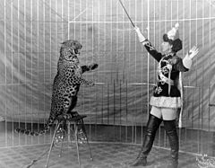 Femme dompteur de lion et léopard. Les défenseurs des droits des animaux affirment que ces actes impliquent des méthodes de dressage cruelles.